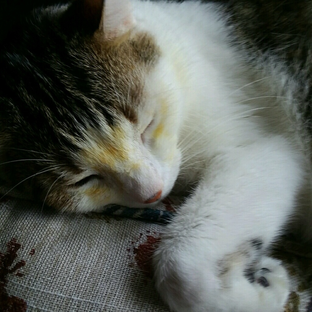 Meet your Posher, Cynthia